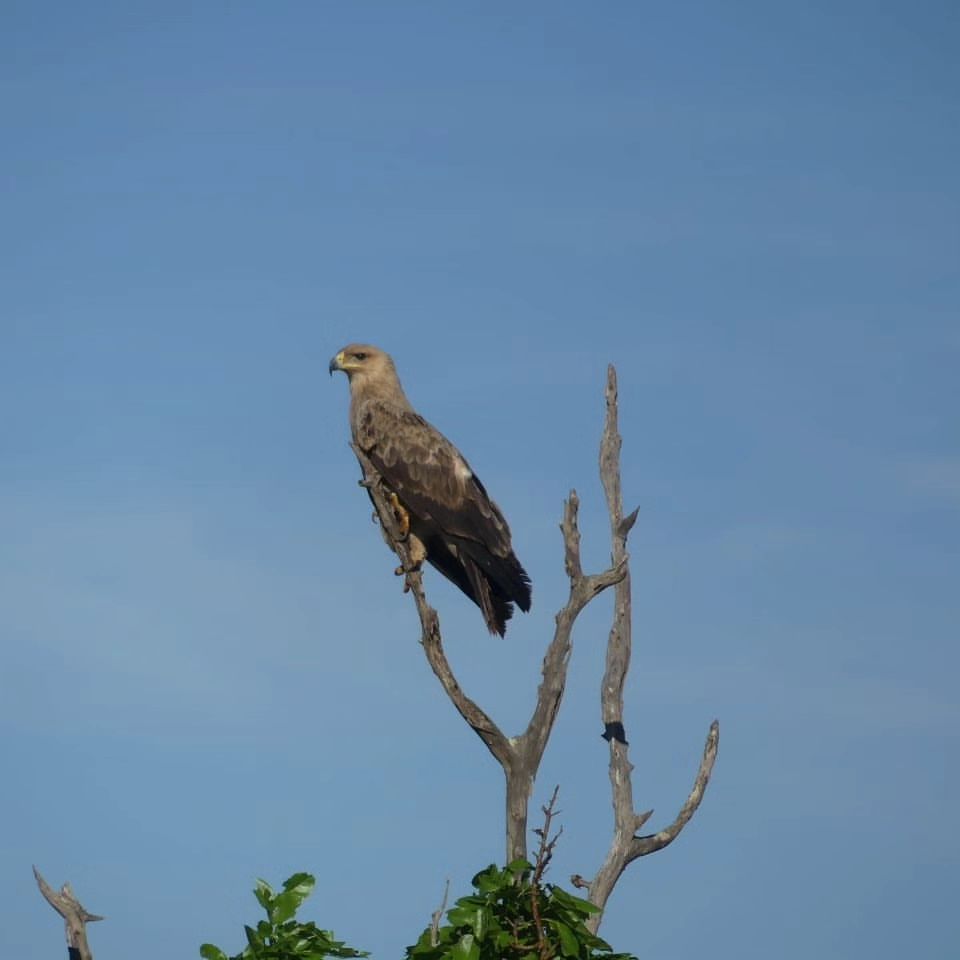 Starter